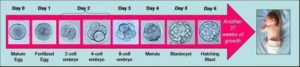 Этапы развития эмбриона при эко после переноса эмбрионов