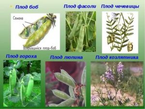 Как называют плоды фасоли гороха акации называют