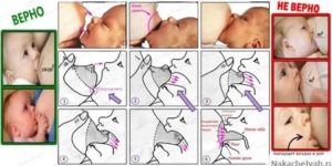 Как приучать новорожденного к груди если он ее не берет