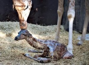 Сколько весит новорожденный жирафенок