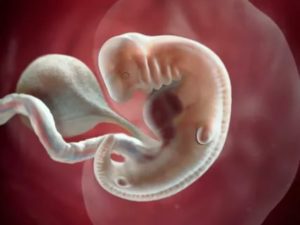 Что происходит на шестой неделе беременности от зачатия