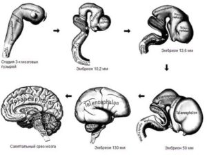 Что влияет на развитие головного мозга у плода