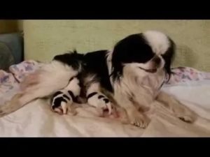 Сколько щенков может родить японский хин