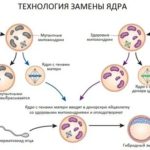 Эмбриологический этап в процедуре эко