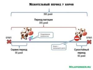 Как прекратить лактацию у коровы