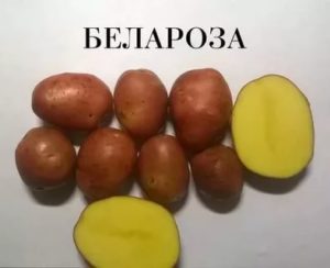 Что такое 1-я репродукция в сортах картофеля