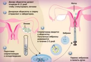 Через какое время можно делать повторно эко со своей яйцеклеткой