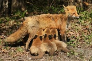 Сколько лисят может родить лиса