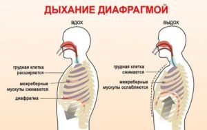 Чем отличается дыхание диафрагмой от грудного дыхания