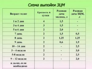 Когда нужно давать новорожденному теленку воду