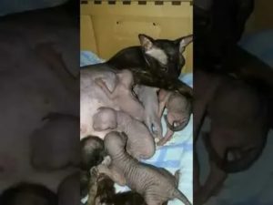 Почему новорожденный котенок не какает