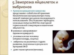 Сколько могут храниться замороженные эмбрионы