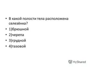 В какой полости тела расположена селезенка брюшной черепа грудной и тазовой