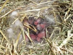 Почему крольчиха не делает гнездо перед родами