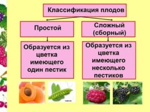 Что такое плоды реферат