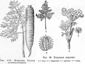 Как называется плод у моркови