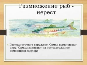 Как происходит зачатие у рыбок