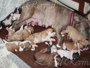 Сколько щенков может родить стаффордширский терьер