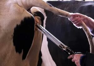 Как оплодотворить корову искусственно