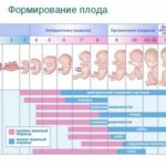 Какие анализы нужно сдать при планировании беременность после замершей беременности