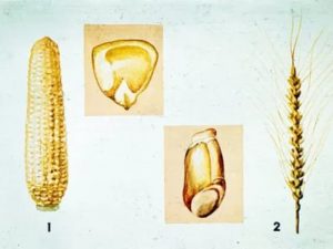 Как называется плод у кукурузы