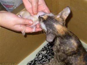 Почему кошка съедает своих котят после двух недель после родов