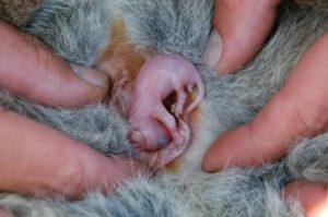 Сколько сантиметров новорожденный кенгуру