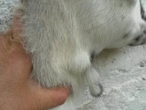 Почему у новорожденных козлят шишки на шее
