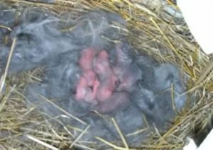 Через сколько дней после зачатия рожает крольчиха