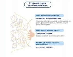 Почему набухшие грудные железы после месячных