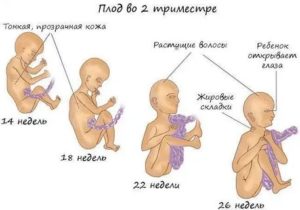 Что может навредить плоду во втором триместре