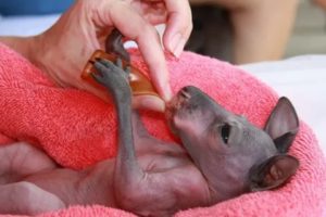 Сколько сантиметров новорожденный кенгуру