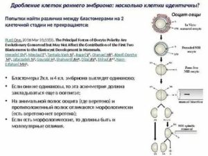 Сколько может получиться эмбрионов из одной яйцеклетки