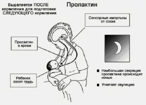 Как повысить пролактин у женщин для лактации