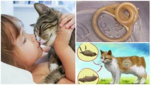 Может ли грудной ребенок заразиться глистами от кошки