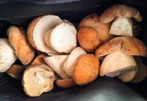 Можно ли есть грибы во время лактации