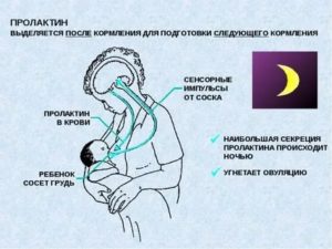 Как повысить пролактин у женщин для лактации