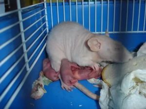 Можно ли брать в руки новорожденного крысенка