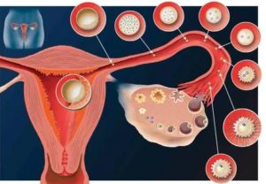Когда выходит яйцеклетка для оплодотворения после месячных
