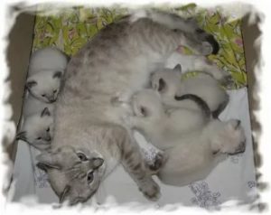 Сколько котят родит тайская кошка в первый раз