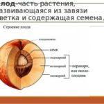Анализы при планировании беременности в беларуси