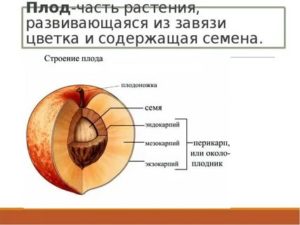 Что такое особенности строения плода