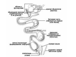 Как происходит зачатие яйца у курицы