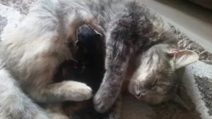 Почему кошка после родов ест своих котят
