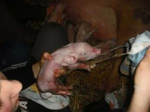 Сколько длятся схватки у первородящих свиней