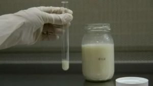 Что такое стафилококк и откуда он берется в грудном молоке