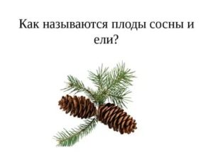 Как называется плод у ели