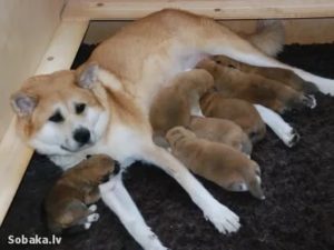 Сколько щенков может родить акита