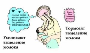 Как быстро переваривается грудное молоко у новорожденного