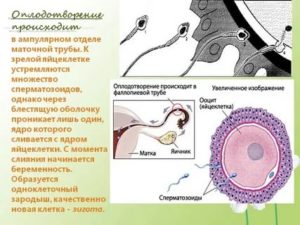 Сколько сперматозоидов участвует в оплодотворении яйцеклетки